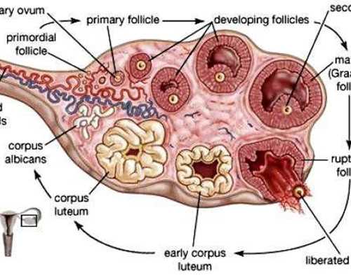 去做试管婴儿供卵_供卵试管中心排行,晋城供卵试管婴儿个人空间,试管婴儿供卵