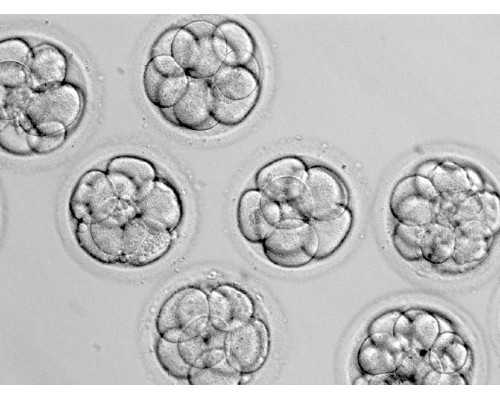 为什么FSH值超过20就不让做试管婴儿了？做好这两个调理方法结果会大不一样